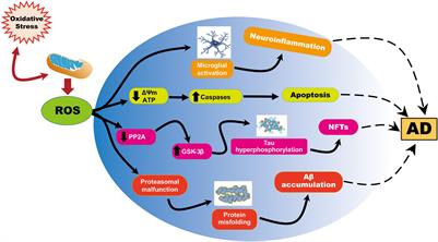 Mitochondrial Dysfunction and Oxidative Stress in Alzheimer’s Disease